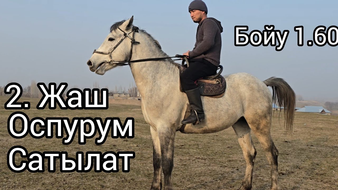 Бугун 5 январь 2026 Оспурум сатылат 2 жаш кунан бойлуу 1.60 чыгат 