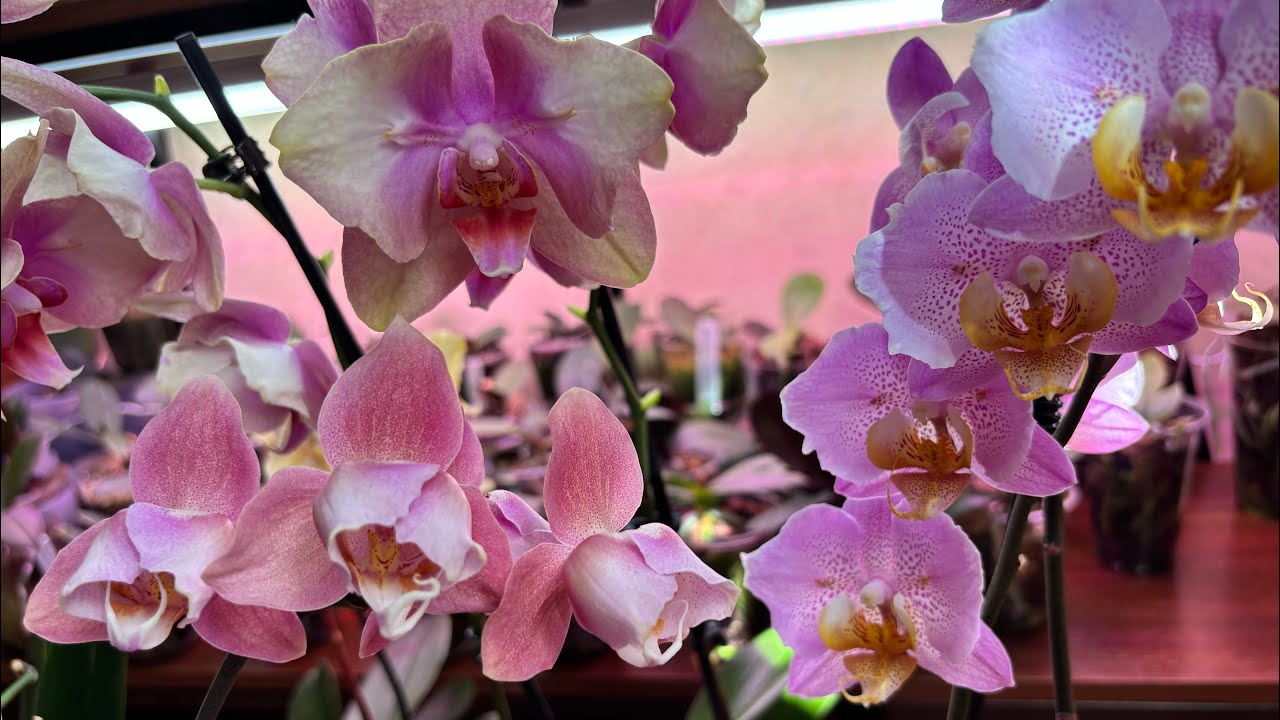 Літне квітування орхідей в спеку😓🌸🌺🦋