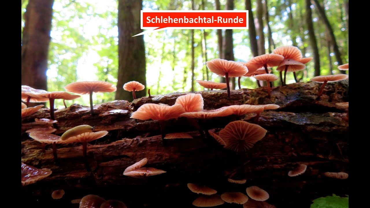 Wanderung und Jogging: Waldrunde in Forchheims W&auml;ldern am 20.09.22 im Schlehenbachtal mit Pilzsuche
