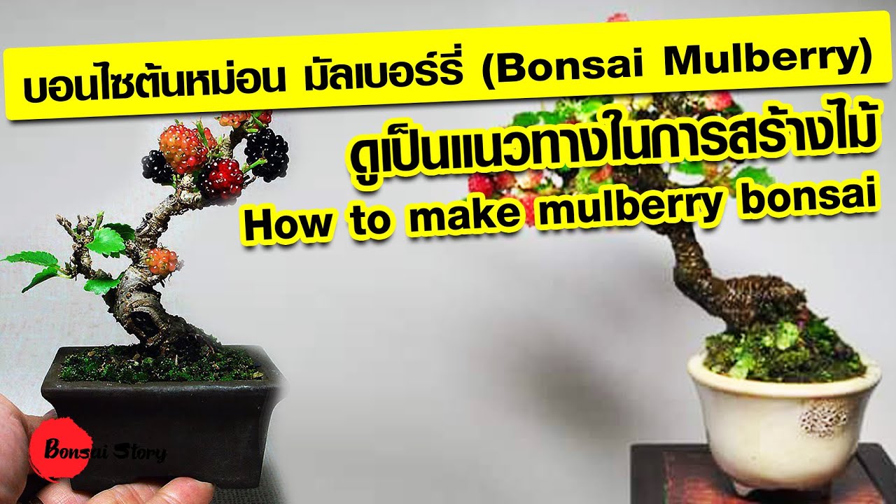 บอนไซต้นหม่อน มัลเบอร์รี่ Bonsai Mulberry ดูเป็นแนวทางในการสร้างไม้  How to make mulberry bonsai