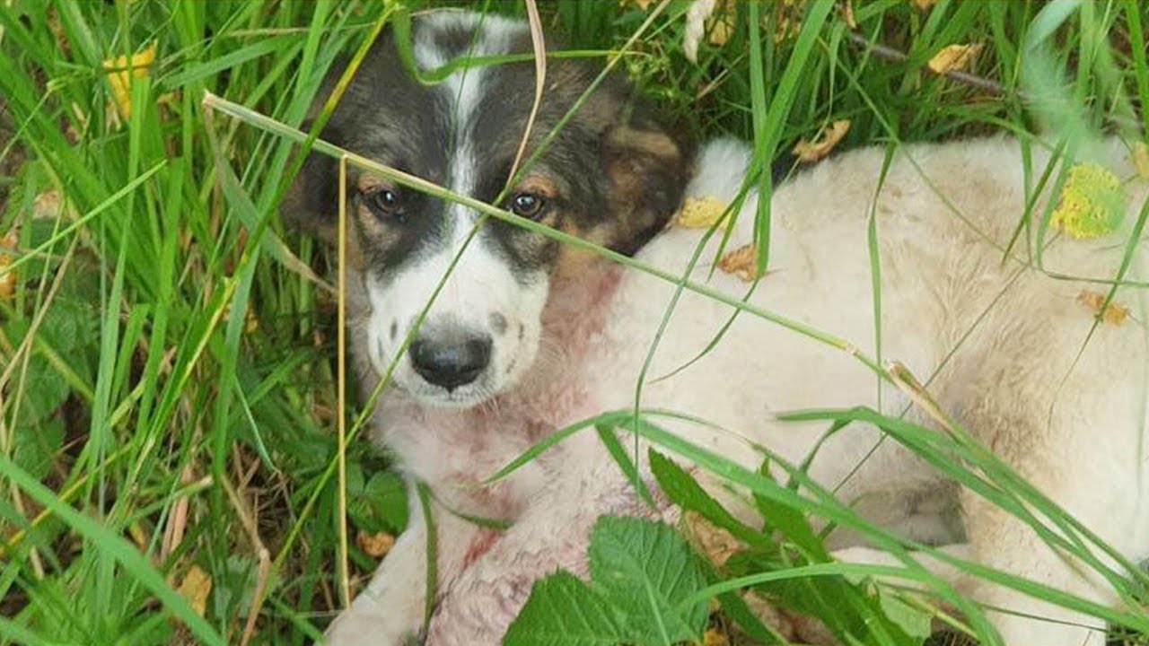 Someone with their dog treated the puppy as a pastime, he was scared and in pain