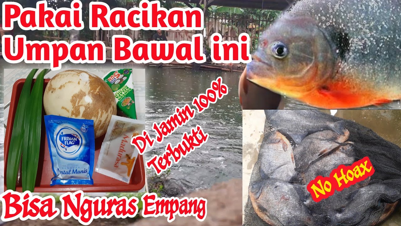Racikan Umpan Bawal Harian Penguras Empang Media Kelapa Muda@Ramane irul channel