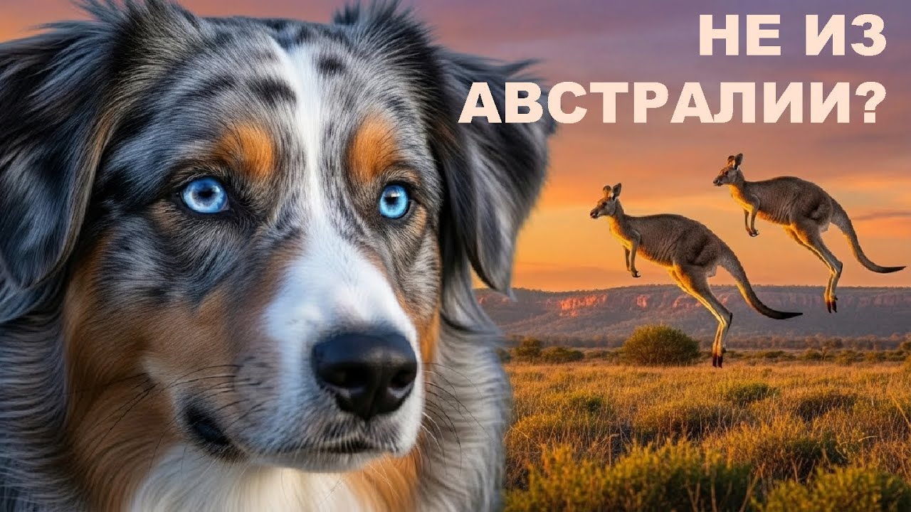 АВСТРАЛИЙСКАЯ ОВЧАРКА: Она не из Австралии? АУССИ: Самая умная собака, которая сведет вас с ума
