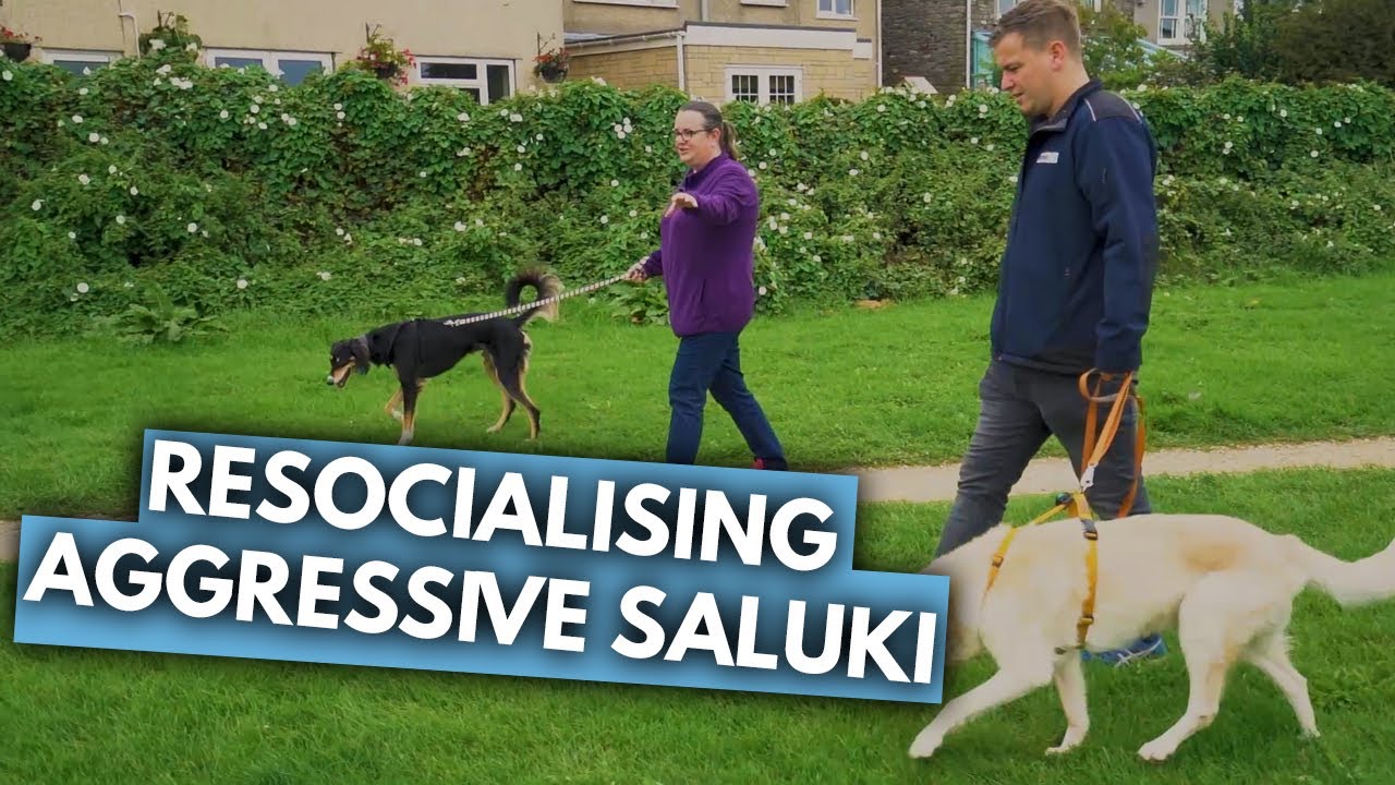 Rehabilitating Zero the Aggressive Saluki