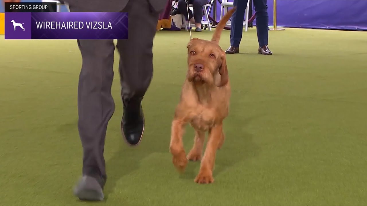 Wirehaired Vizslas | Breed Judging 2024