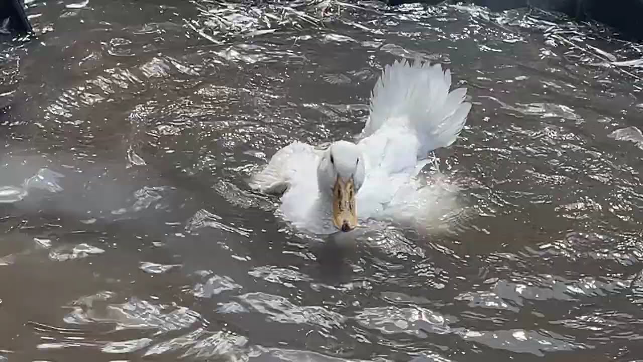 Jumbo Peking Duck Swims in Pond