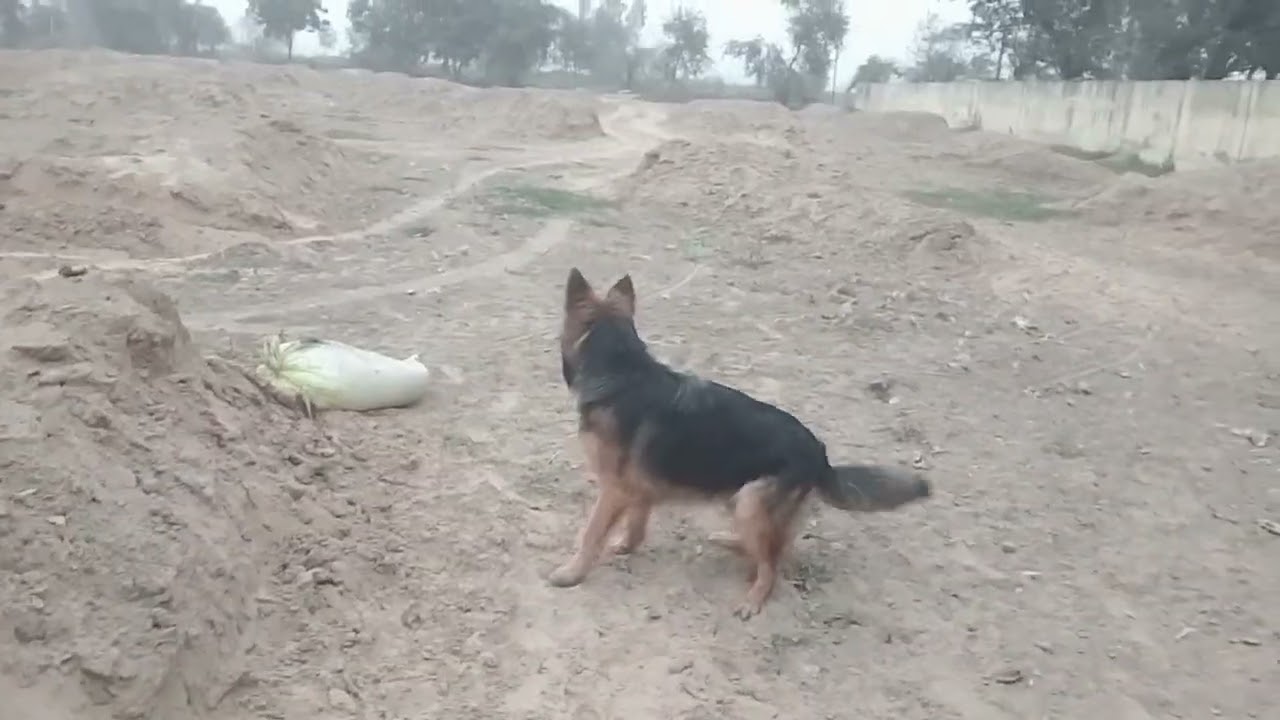 German Shepherd Double Code 