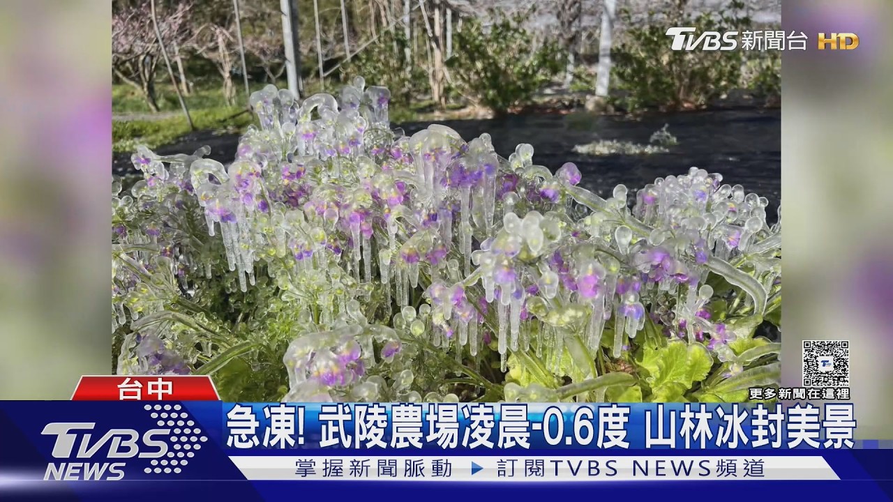 急凍! 武陵農場凌晨-0.6度 山林冰封美景｜TVBS新聞 @TVBSNEWS01