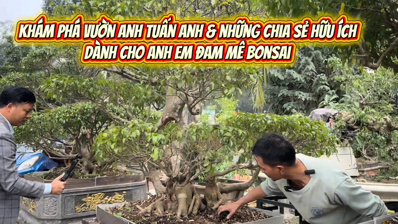 Khám Phá Vườn Anh Tuấn Anh & những chia sẻ hữu ích dành cho anh em đam mê Bonsai #bonsai #caycanh 