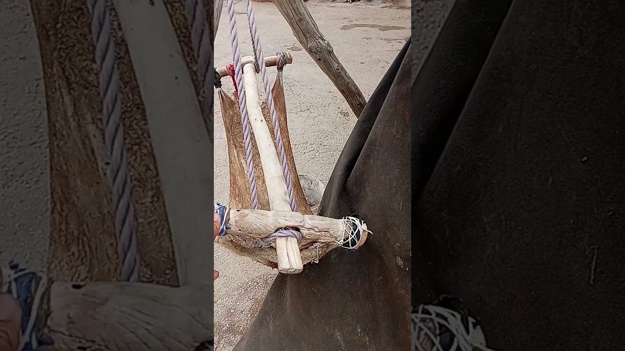Nomadic procedure of producing butter from youghurt in west Asia