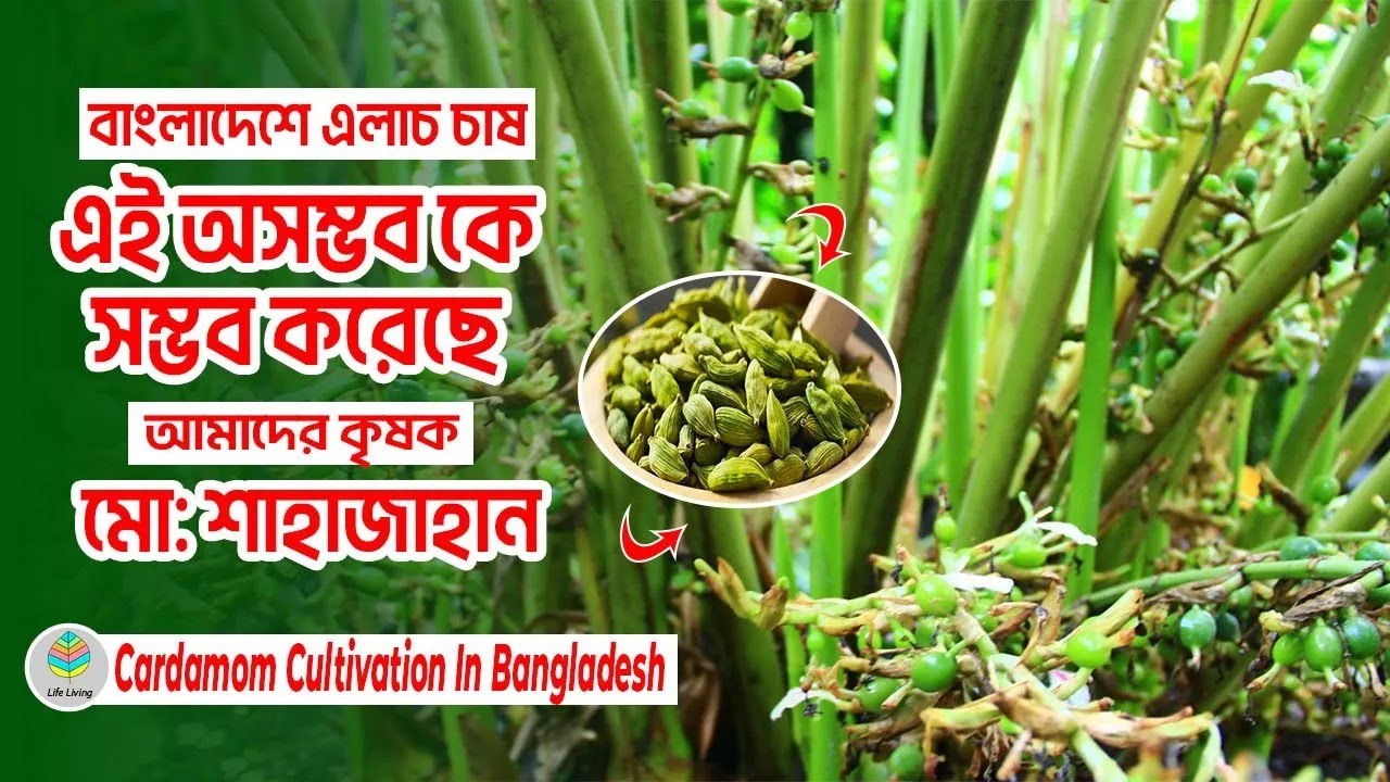 বাংলাদেশে এলাচ চাষ,এই অসম্ভব কে সম্ভব করেছে ,আমাদের কৃষক মো: শাহাজাহান @Folk Society