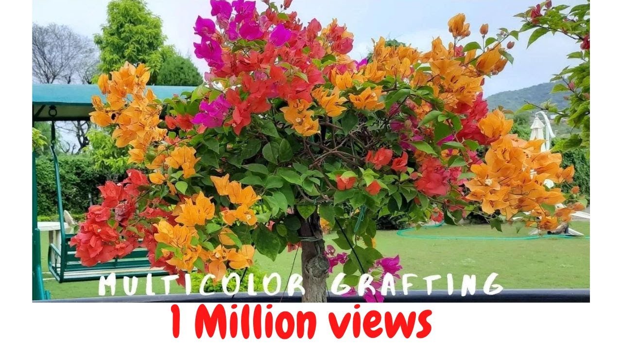 How to Create Multicolor Bougainvillea