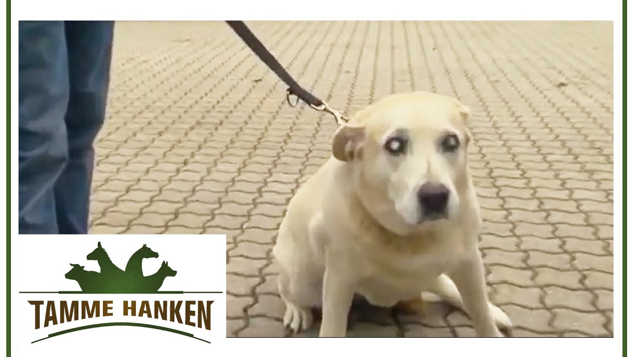 Älterer Hund mit Arthrose - Tamme gibt sein bestes | Tamme Hanken | Kabel Eins