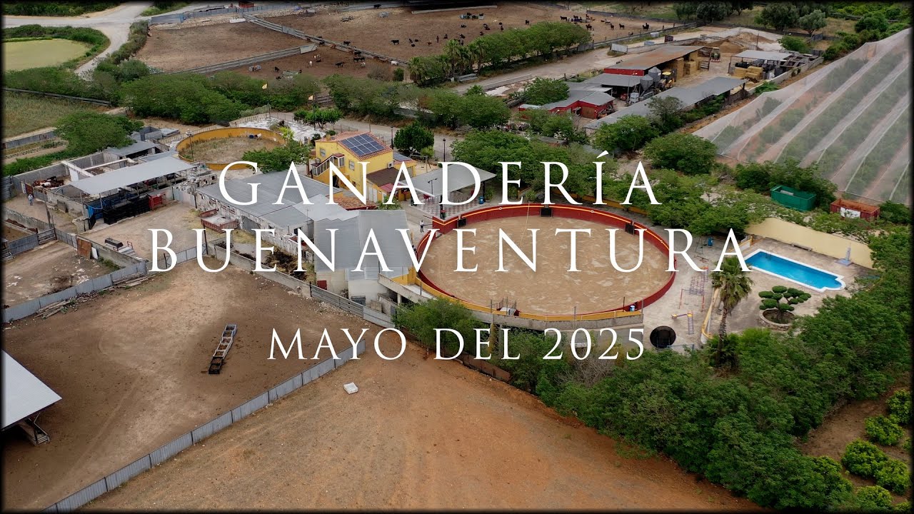GANADER&Iacute;A BUENAVENTURA - RESES BRAVAS CUCALA (MAYO 2025)