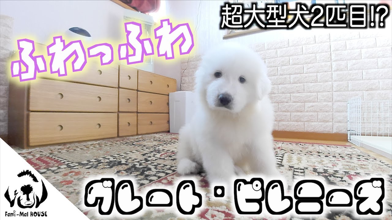 我が家にまた超大型犬がやってきました…!!😍【グレート・ピレニーズ】