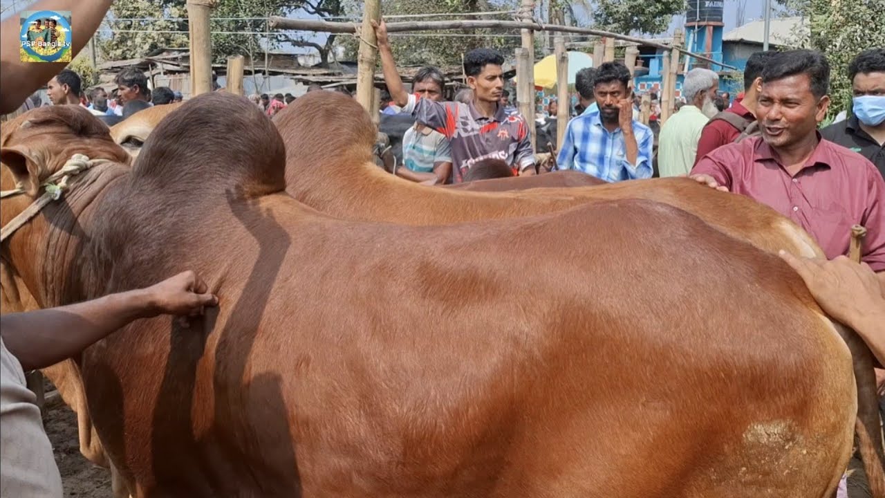@ 28/2/2026|| কি দামে চট্টগ্রামের খামারী কুরবানির ষাঁড় গরু কিনলেন দিনাজপুরের কাহারোল হাটে??