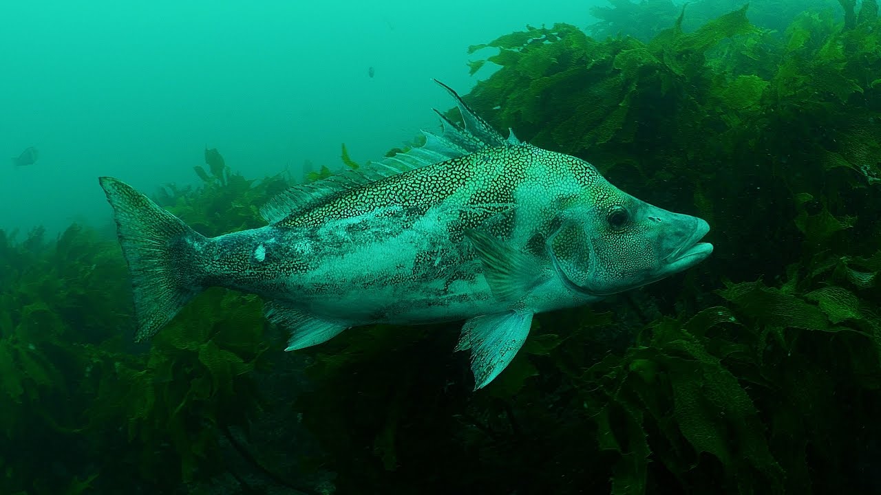 Spearfishing for Giant Boarfish in New Zealand