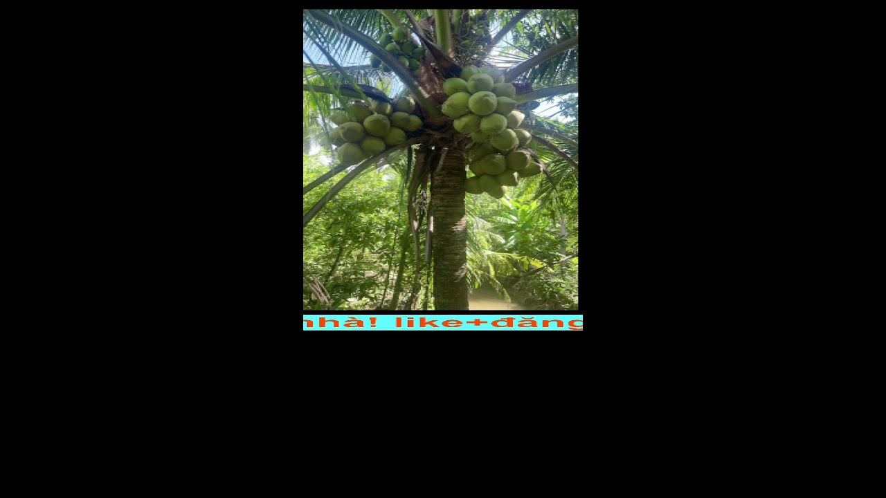 NPH & JMH có tin tưởng pháp luật Việt Nam???