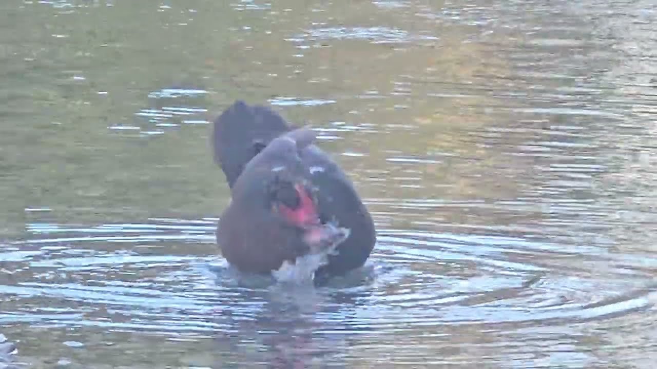 2025-01-24 (I) ČEDAD, Hudičev most, reka Nadiža