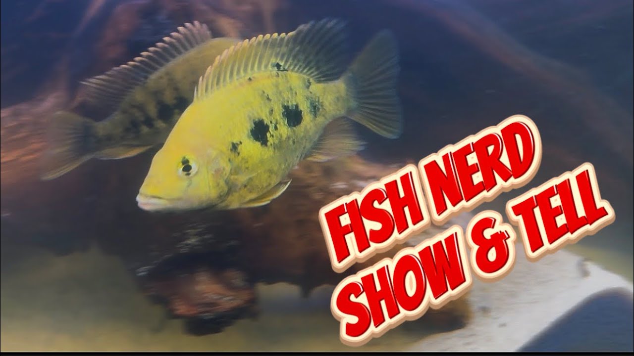 Fish Nerd Show & Tell