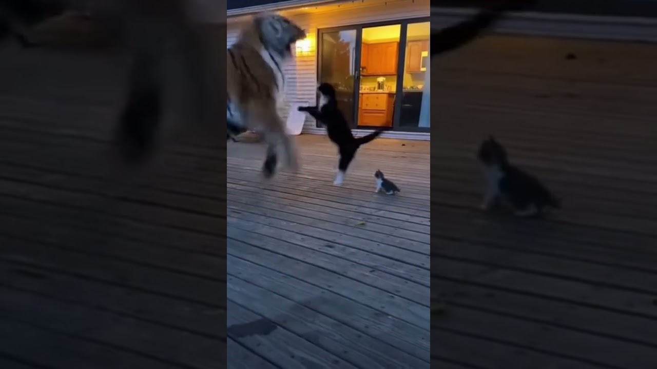 TIGER vs ANGRY MOM CAT: The Outcome Will Shock You! 😱