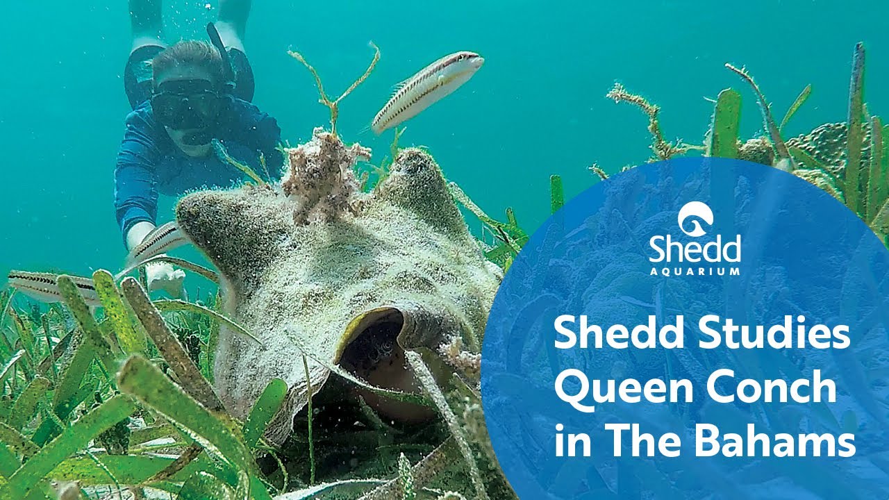 Shedd Studies Queen Conch in The Bahamas