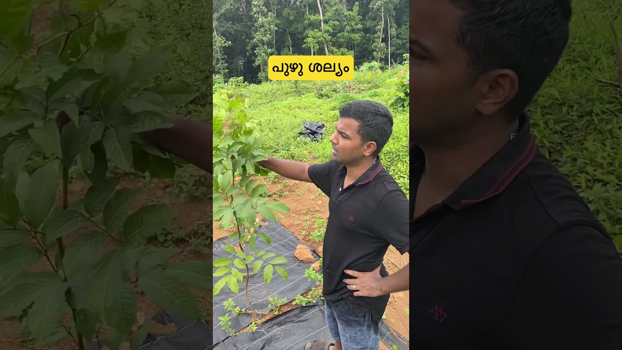 തൈകളിൽ പുഴു ശല്യം .. #farmlife #fruit #treeplanting #rambuttan #farmstay #keralafarming #farmers