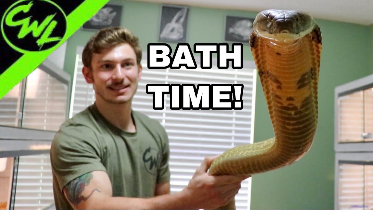 BATHING KING COBRA & RATTLESNAKE!!!