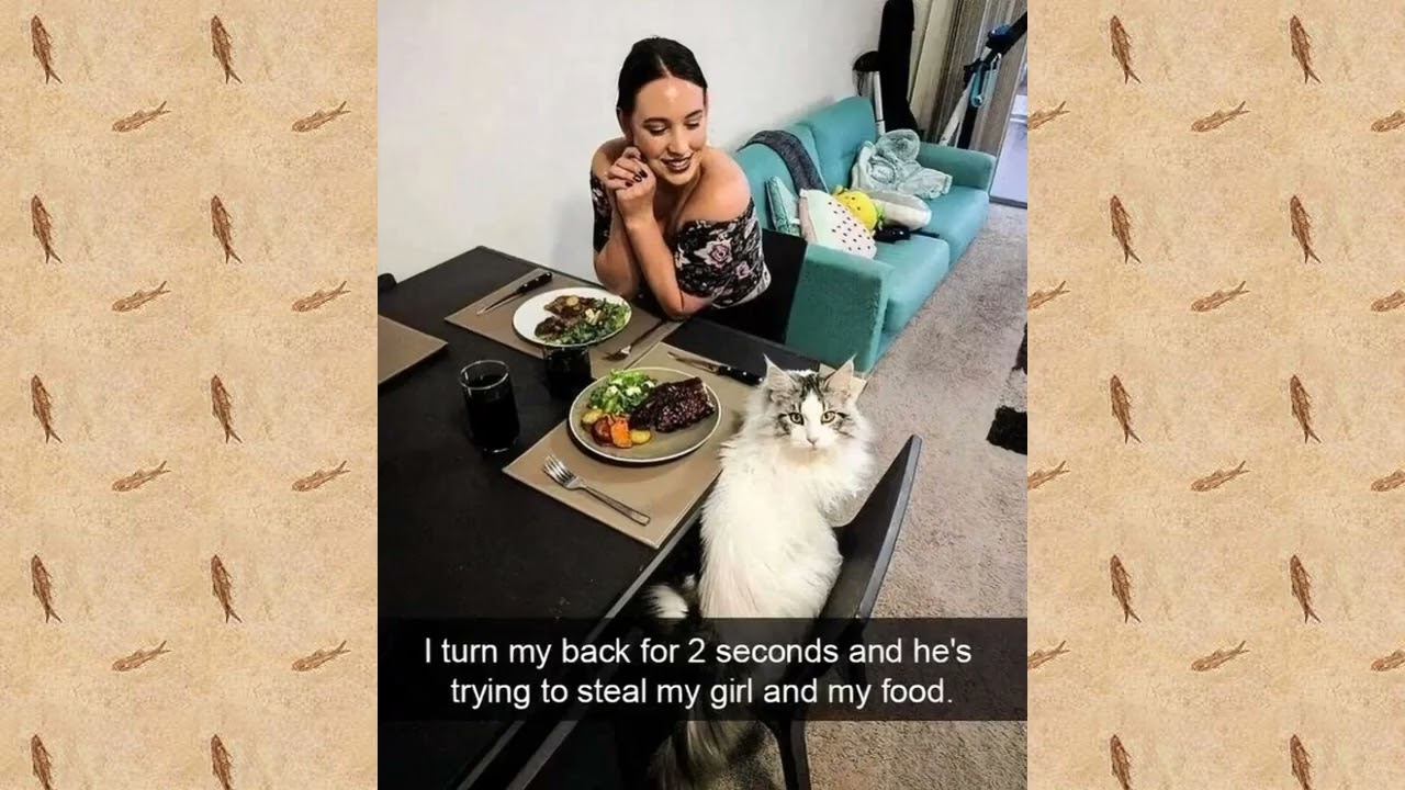 FUNNY CAT MEMES