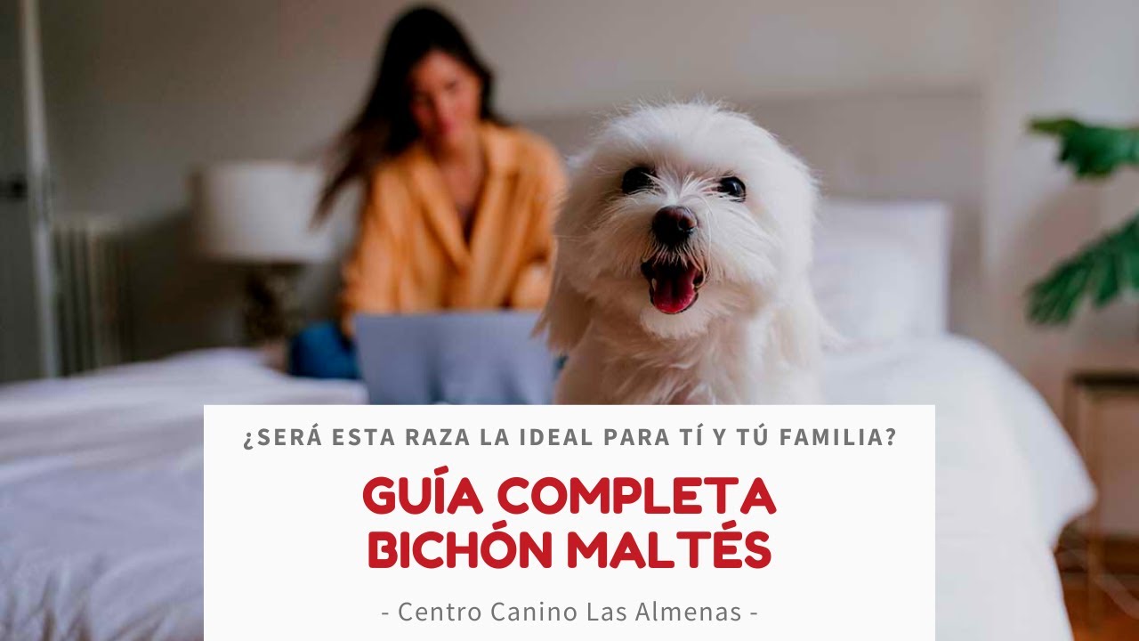Criadero de Bichón Maltés - Guía Completa | Centro Canino Las Almenas