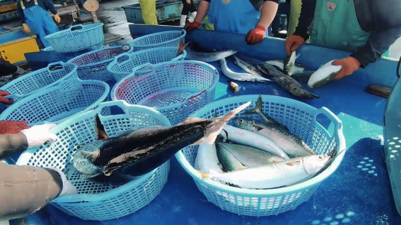 【2023.4.2】ブリ、イシダイ、獲れてます　三重県 贄浦漁港　市場 水揚げ模様