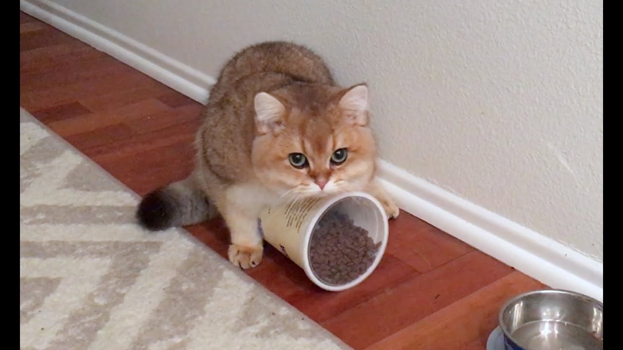 Maple Cat is Hangry