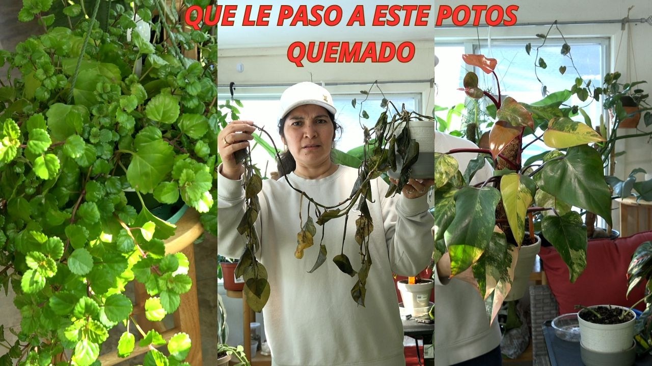 QUE le paso  a esta planta Potos QUEMADA....   mas te enseño bellas plantas