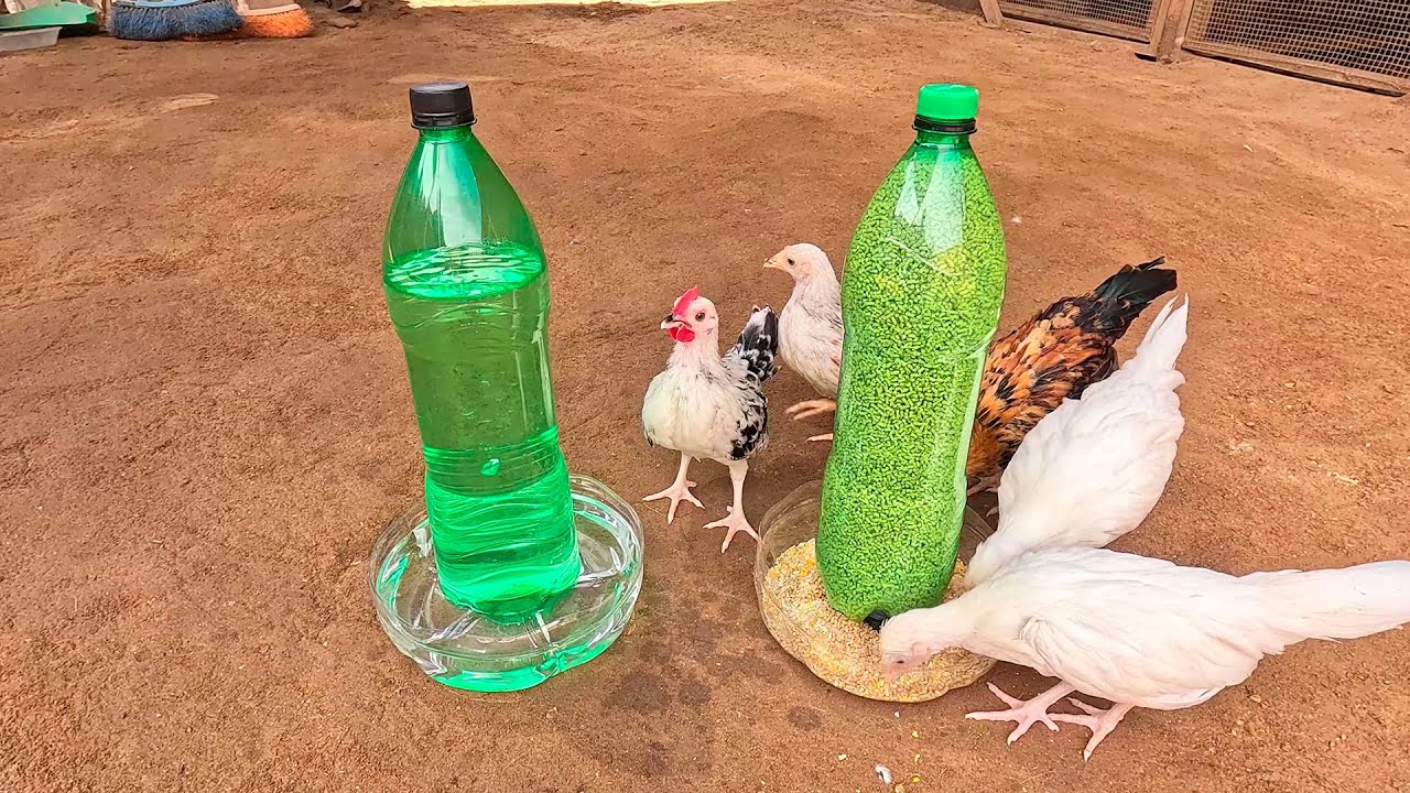 Con 2 Botellas de Plástico Hice un Comedero y Bebedero Automático para criar a mis POLLITOS.