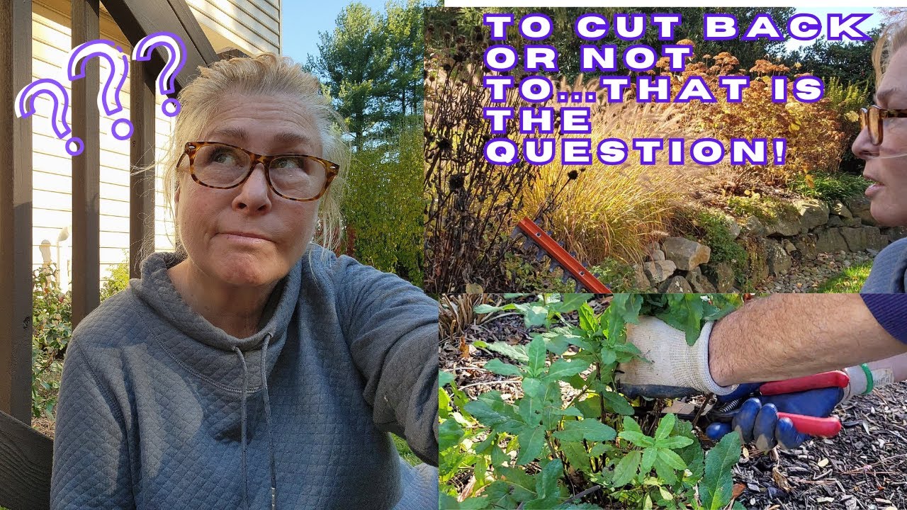 Осенний день в саду и ляп 🤣 - начинаем уборку многолетних растений и закладку клубней!