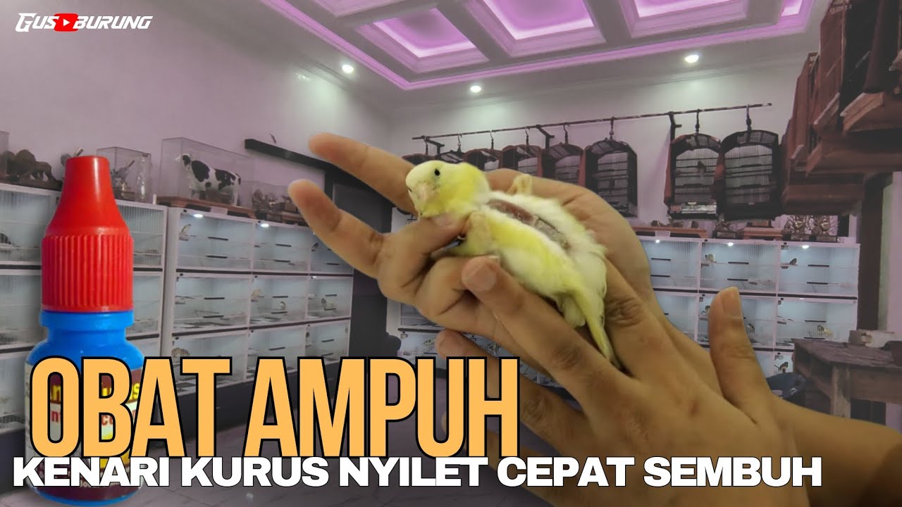 CARA MENGOBATI KENARI KURUS NYILET