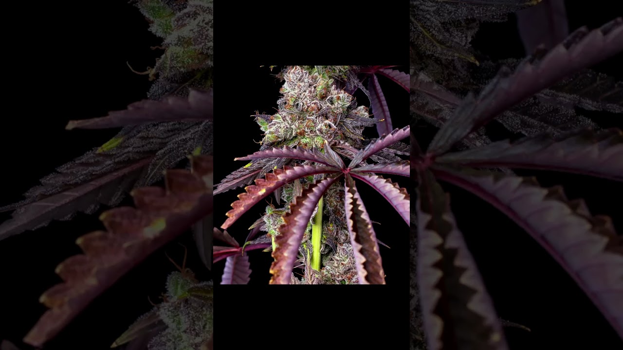 Zero Gravity Cannabis's Cherry Ghostenade Cut.