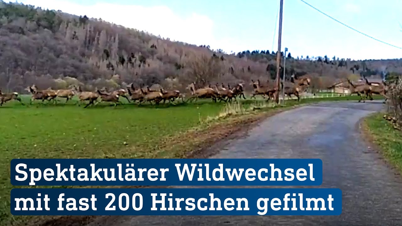 Spektakulärer Wildwechsel! 200 Hirsche mitten in Hessen | hessenschau