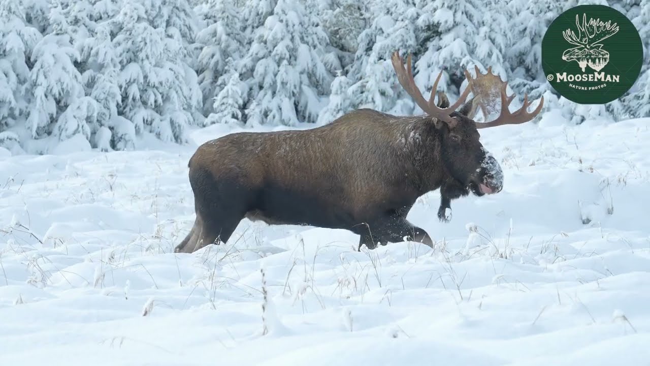 Big Alaska Bull Moose in Deep Snow and Mini Avalanche | MooseMan Video Photography Calendar