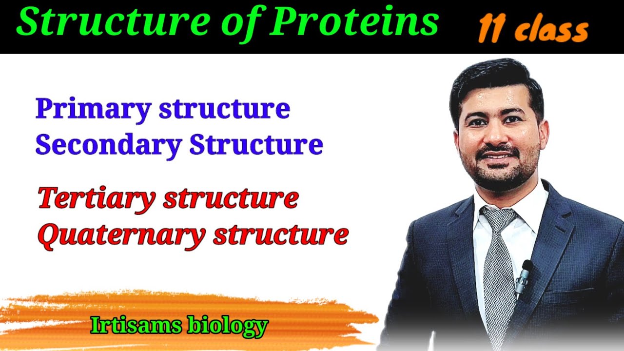 Structure of proteins | biomolecules class 11 biology | by irtisamsbiology