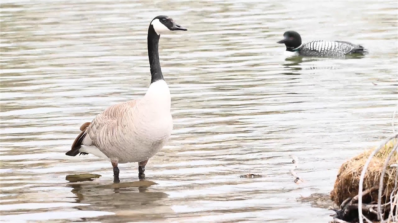 Quirky Canada Geese: 5 Surprising Facts You Didn't Know