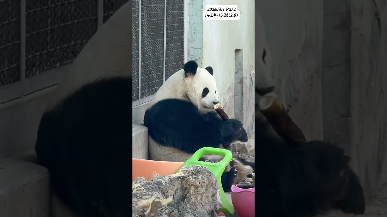 11.3.2026 P2/2 MengLan/萌兰日记