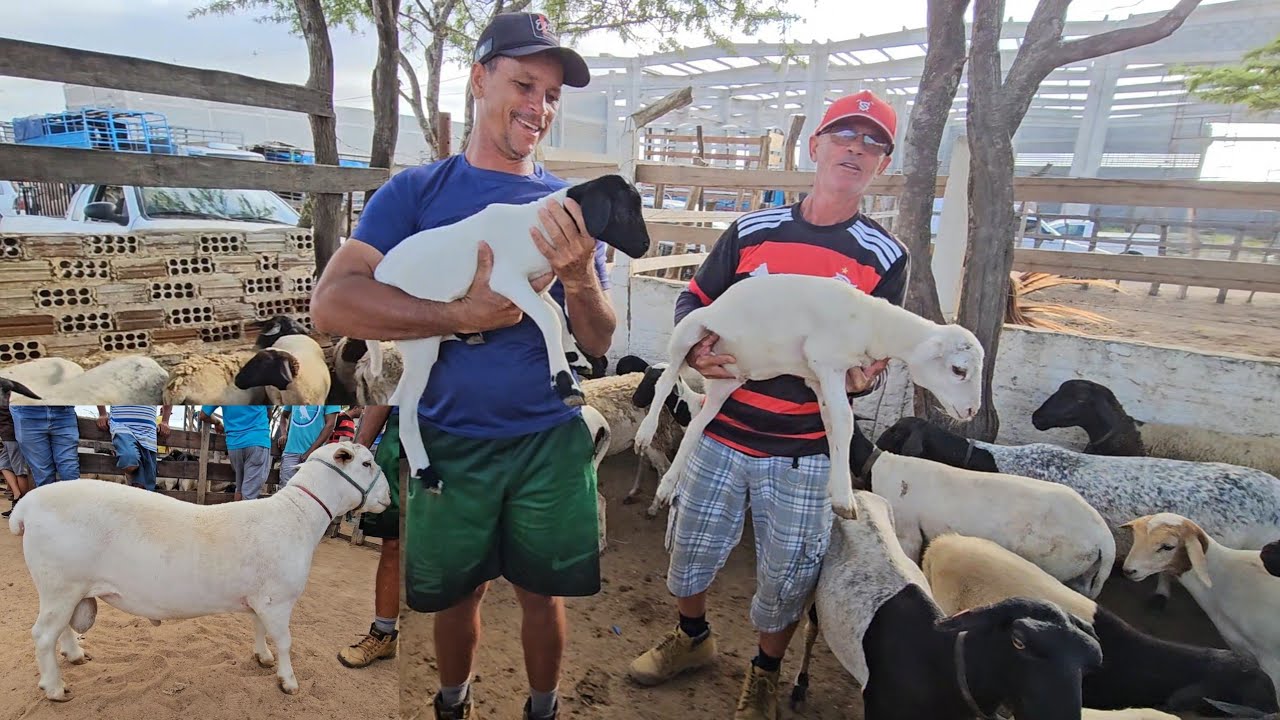 FEIRA DE SANTA CRUZ DO CAPIBARIBE-PE A MELHOR DA REGIÃO DIA 24/02/2025 CAPRINOS OVINOS E SUÍNOS