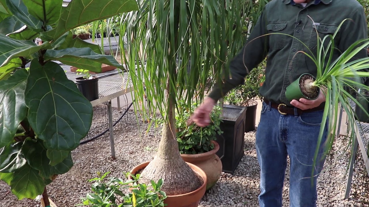 Ponytail Palm #EASYhouseplant