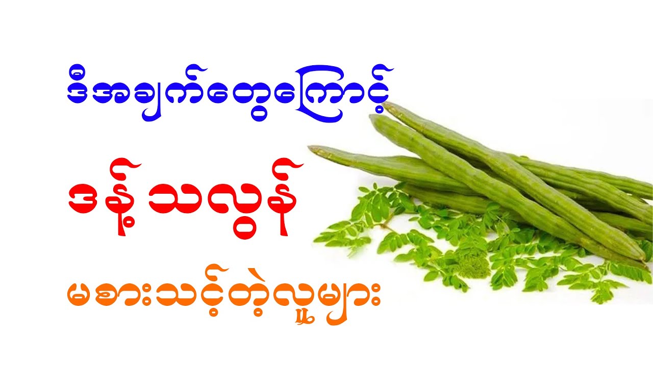 ဒန်သလွန်သီးစားမယ်ဆိုလျှင် မဖြစ်မနေသိထားရမည့်အချက်များ၊ HEALTH BENEFIT OF DRUMSTICK  TREE 1