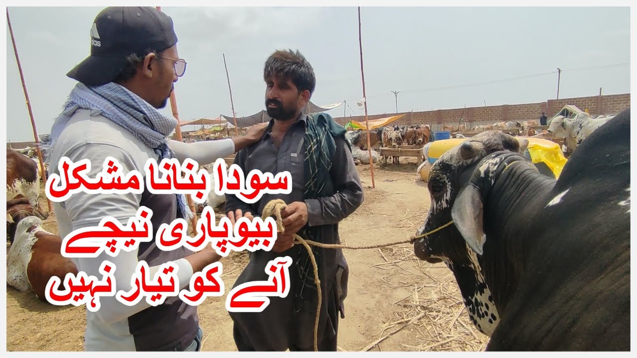 Soda Banana Mushkil Beopari Neechay Anay Ko Tayyar Nahi. Northern Bypass Maweshi Mandi 2023