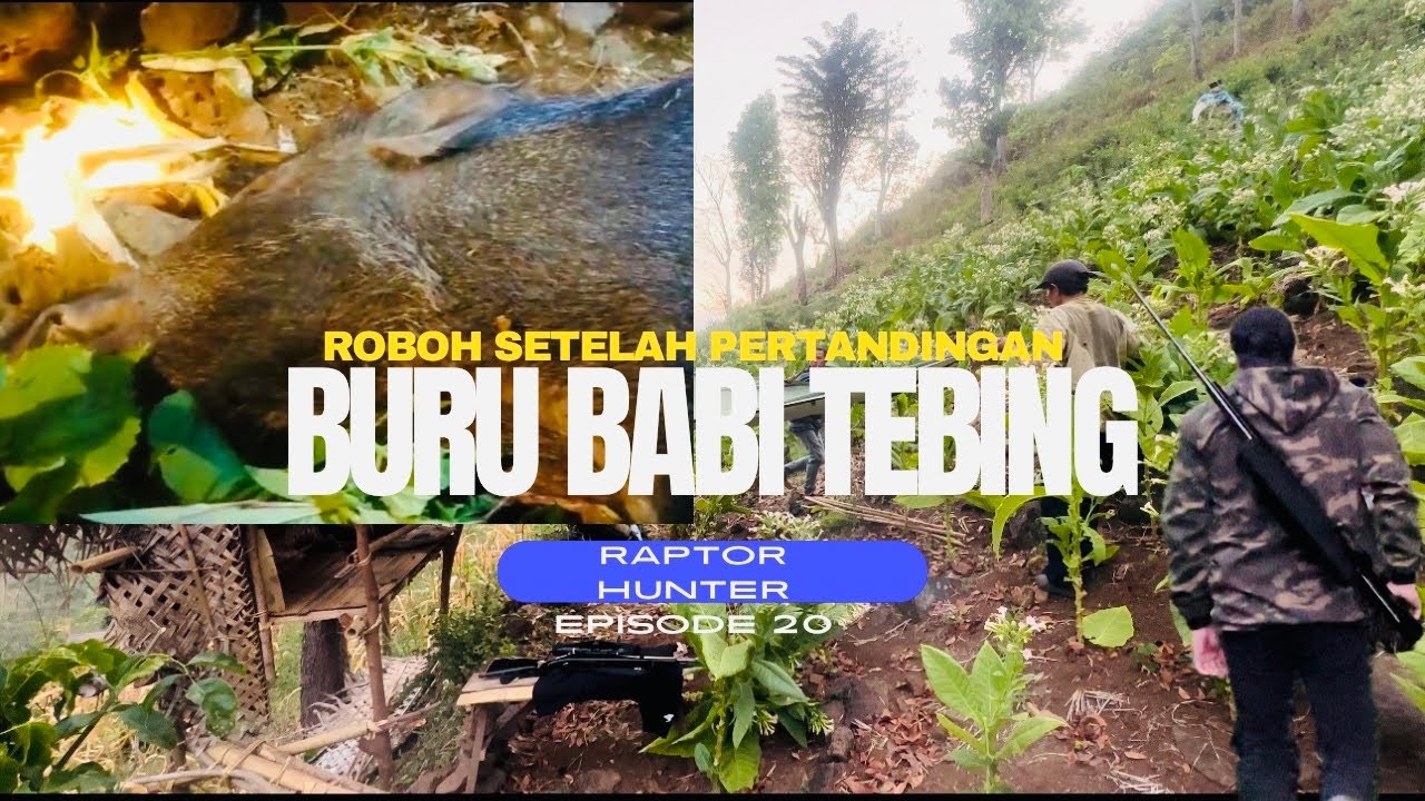 BERBURU HAMA BABI NUNGGAL (EP20) | RAPTOR HUNTING | TOP WILD BOAR HUNTING
