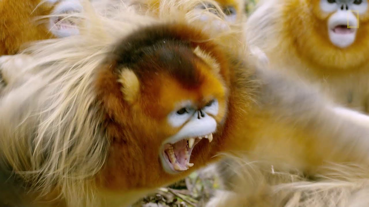 Así pelean y se aparean los monos dorados de nariz chata | National Geographic España