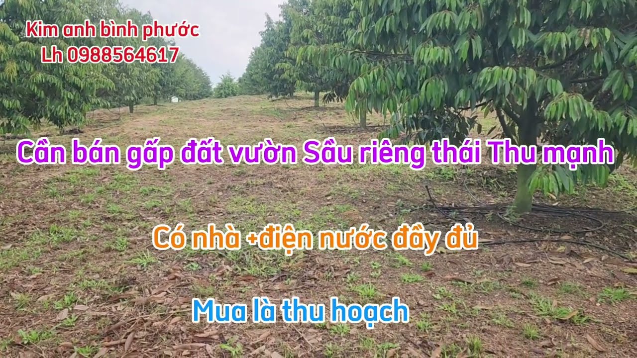 Bán đất vườn sầu rieng thái Thu dt 2ha có nhà có điện nước xã đồng tâm đồng nai lh  0988564617 