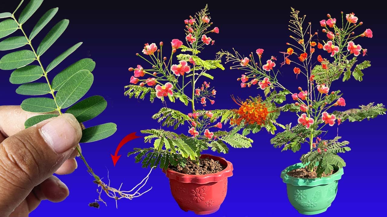 How To Grow Peacock Flowers From Cutting 100%Success Result